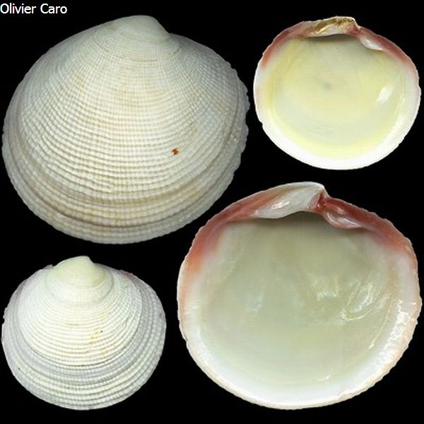 no photo for this shell